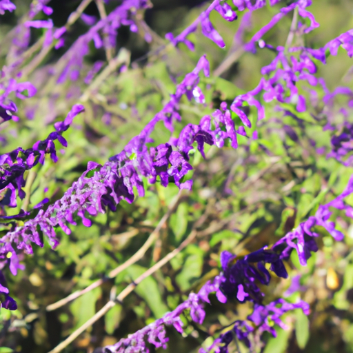 heets purple usa