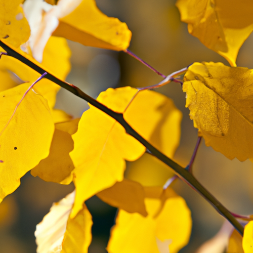 heets yellow