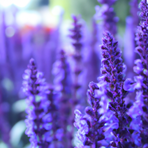 heets purple usa