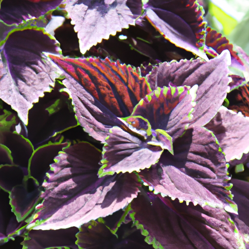 heets purple usa