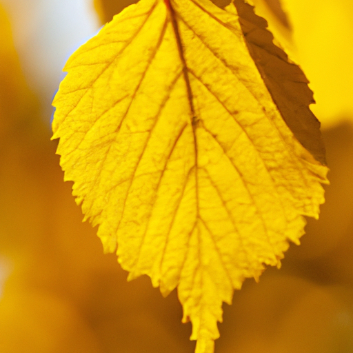 heets yellow