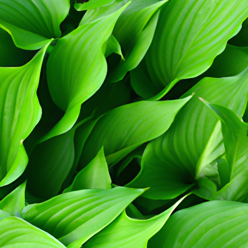 heets green