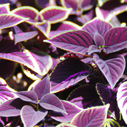 heets purple usa